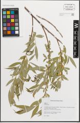 Foto von Salix L.